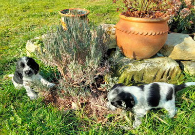 Elevage de chiens en semi-liberté dans la campagne champenoise